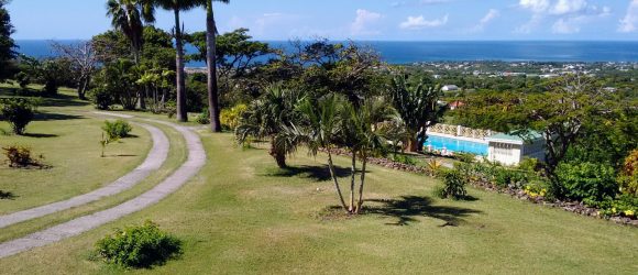 Driveway past the palms