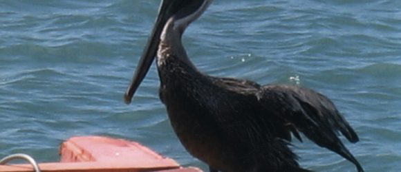 Booby Bird in Charlestown